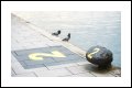 Image 10/16 : pigeons-1920x1280.jpg