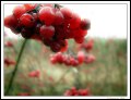 Image 24/57 : l_redberries.jpg