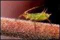 Image 1/7 : aphid.jpg