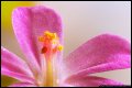 Image 5/7 : flowermacro1.jpg