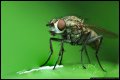 Image 6/7 : flystack.jpg