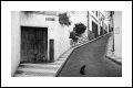 Image 14/16 : StreetCat-1920x1280.jpg