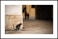 Image 11/16 : rat-1920x1280.jpg