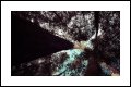 Image 15/16 : trees-1920x1280.jpg