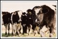 Image 13/57 : l_inquisitivecows.jpg