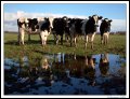 Image 25/57 : l_reflectivecows.jpg