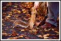 Image 30/57 : l_squirrelman.jpg